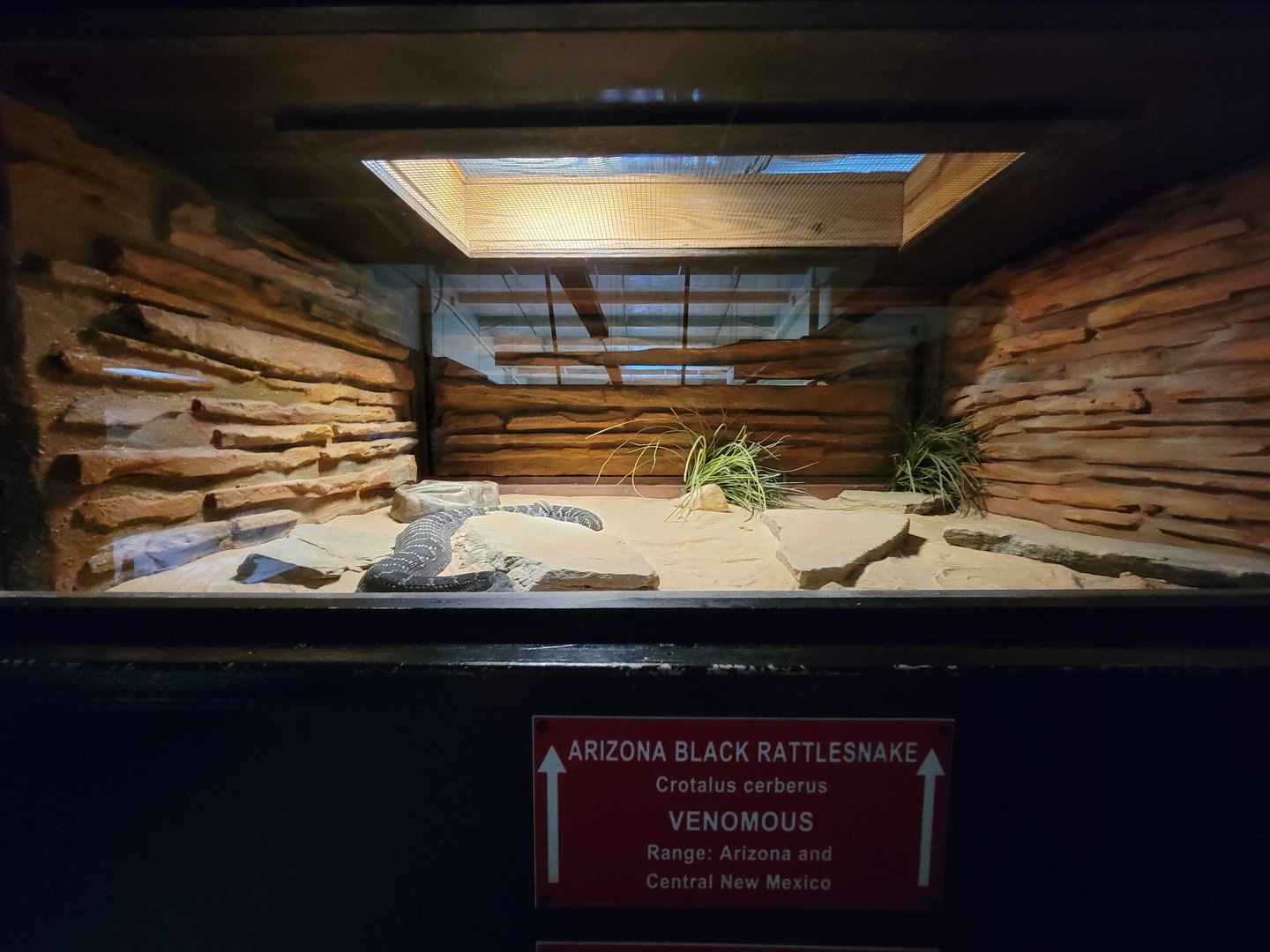 Reptile Lagoon, SOTB - Arizona black rattlesnake