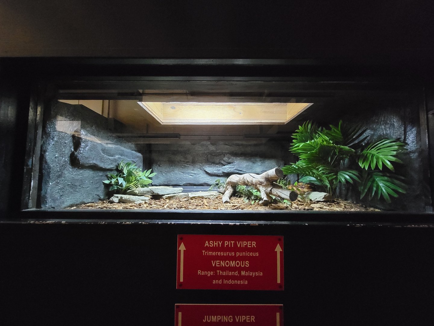 Reptile Lagoon, SOTB - Ashy pit viper AKA flat-nosed pit viper