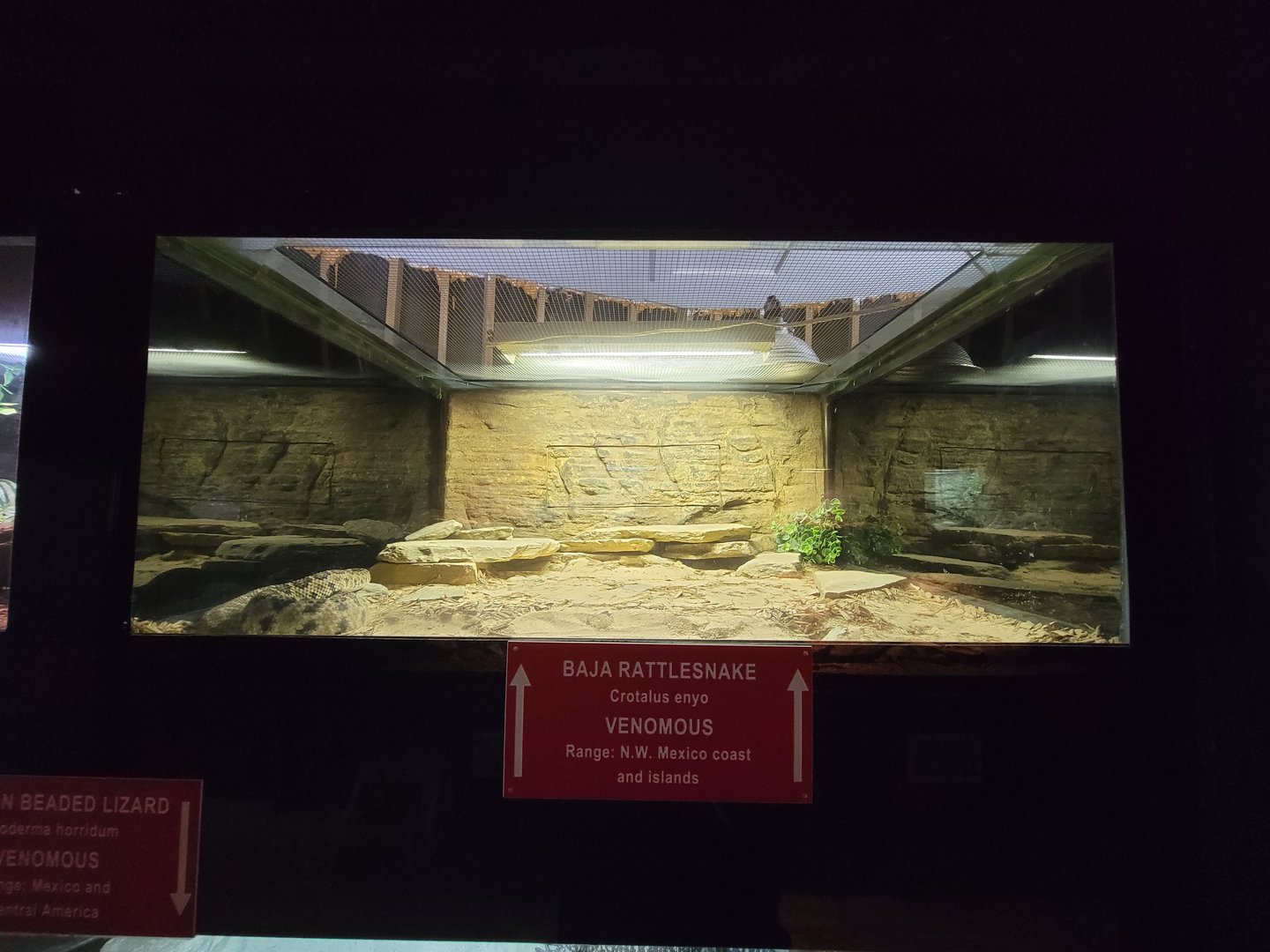 Reptile Lagoon, SOTB - Baja California rattlesnake