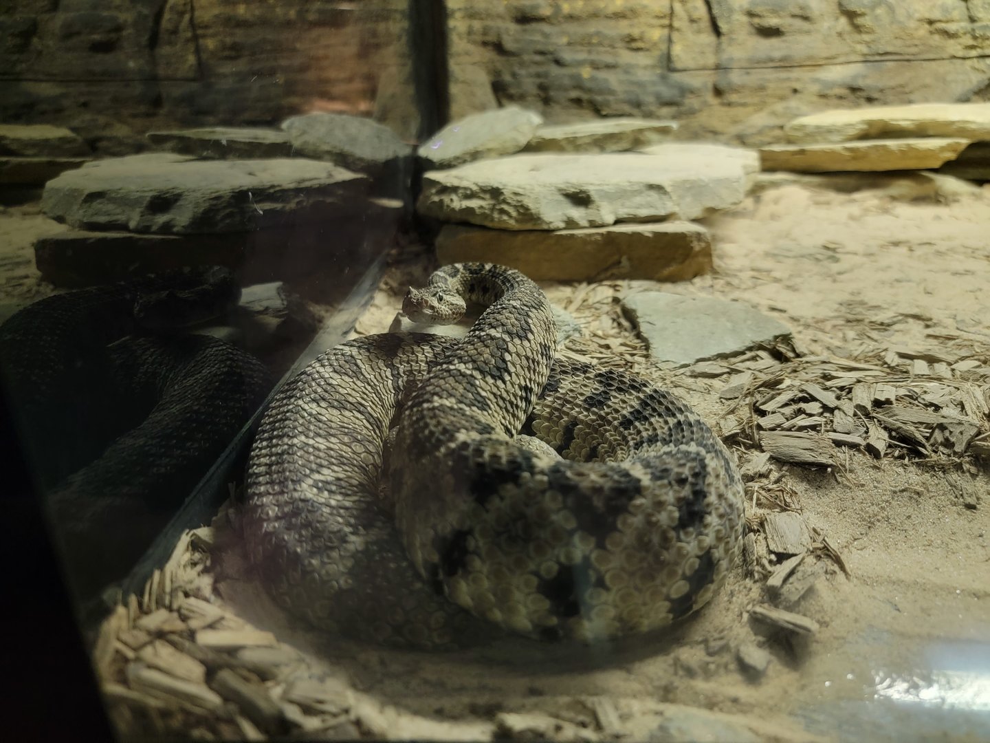 Reptile Lagoon, SOTB - Baja California rattlesnake