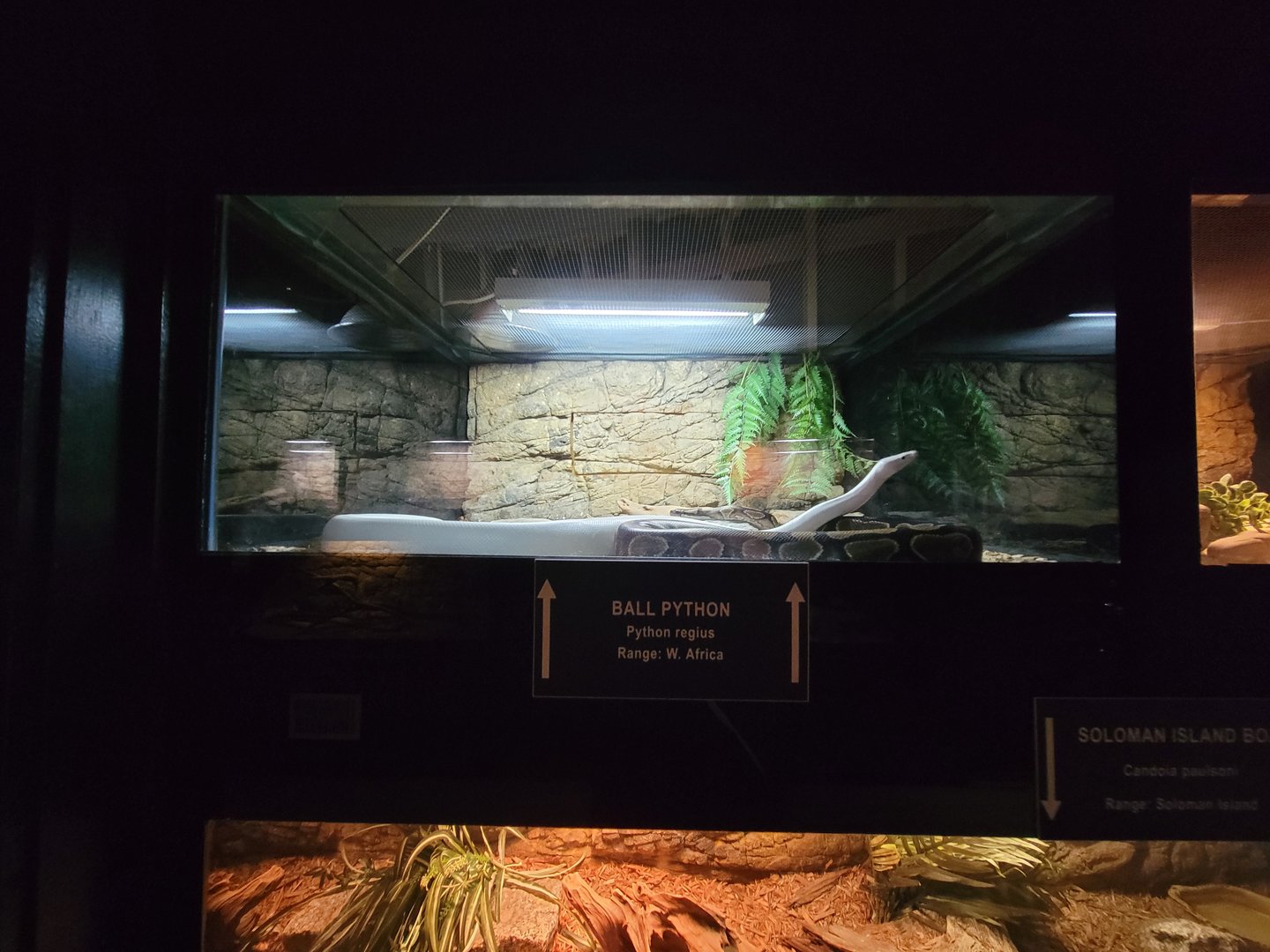 Reptile Lagoon, SOTB - Ball pythons