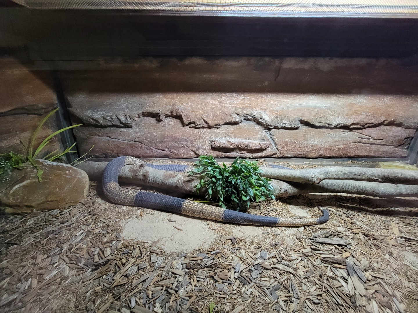 Reptile Lagoon, SOTB - Banded Egyptian cobra