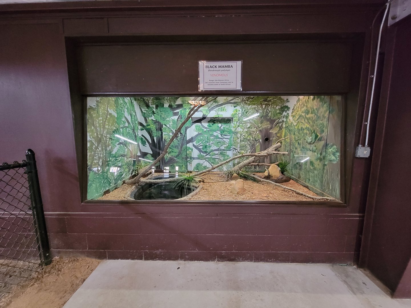 Reptile Lagoon, SOTB - Black mamba