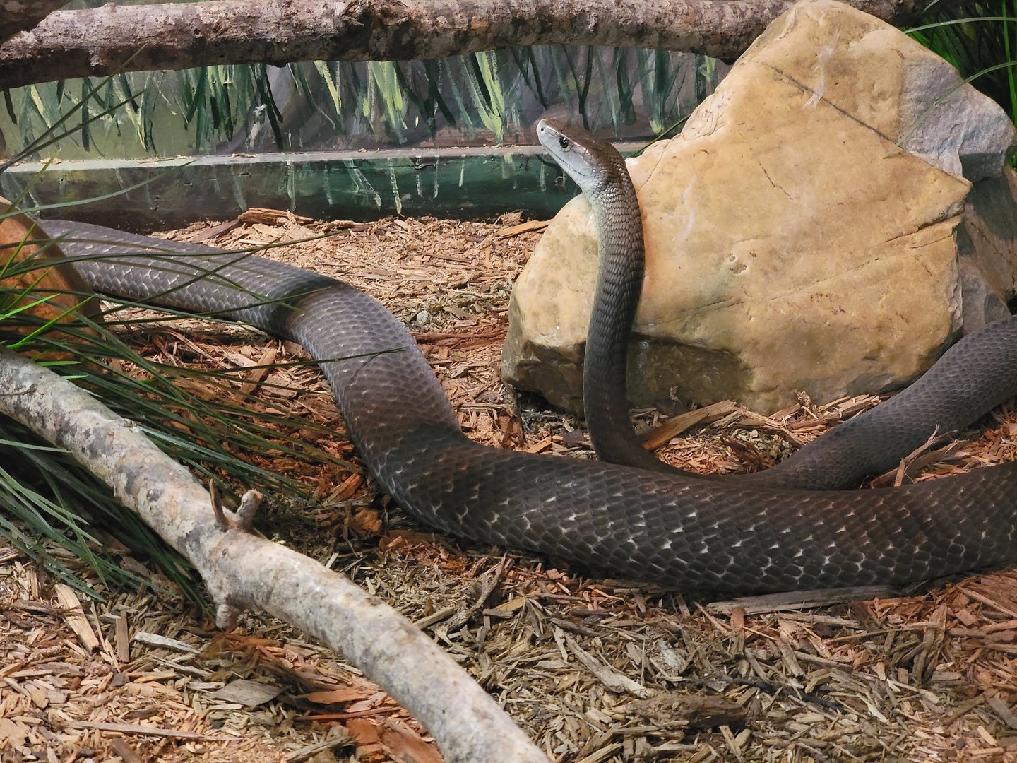 Reptile Lagoon, SOTB - Black mamba