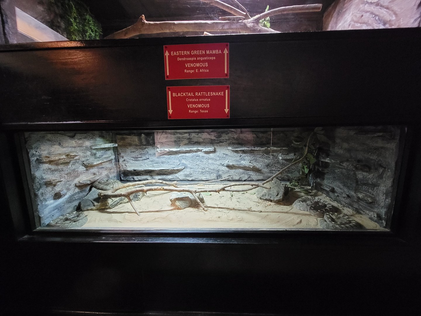 Reptile Lagoon, SOTB - Blacktail rattlesnakes