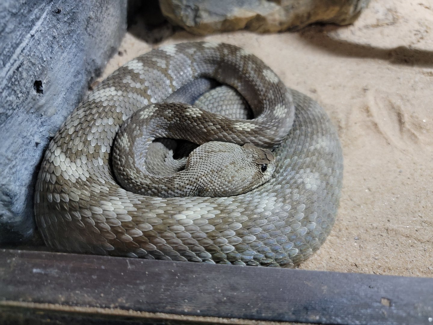 Reptile Lagoon, SOTB - Blacktail rattlesnakes