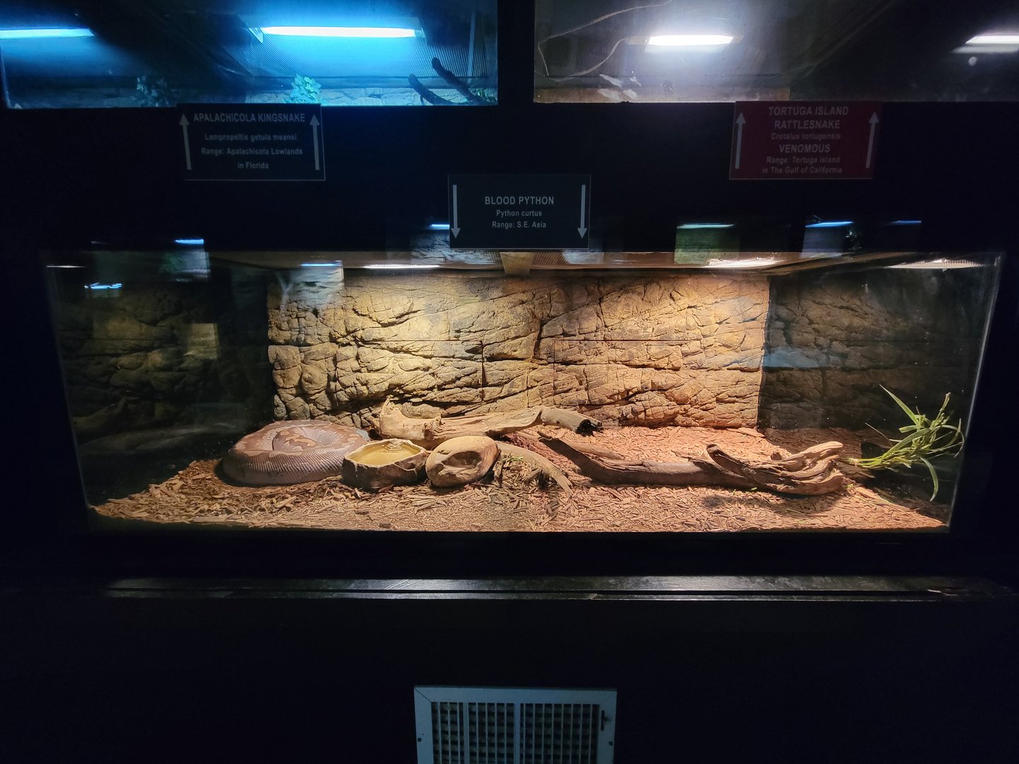 Reptile Lagoon, SOTB - Blood python