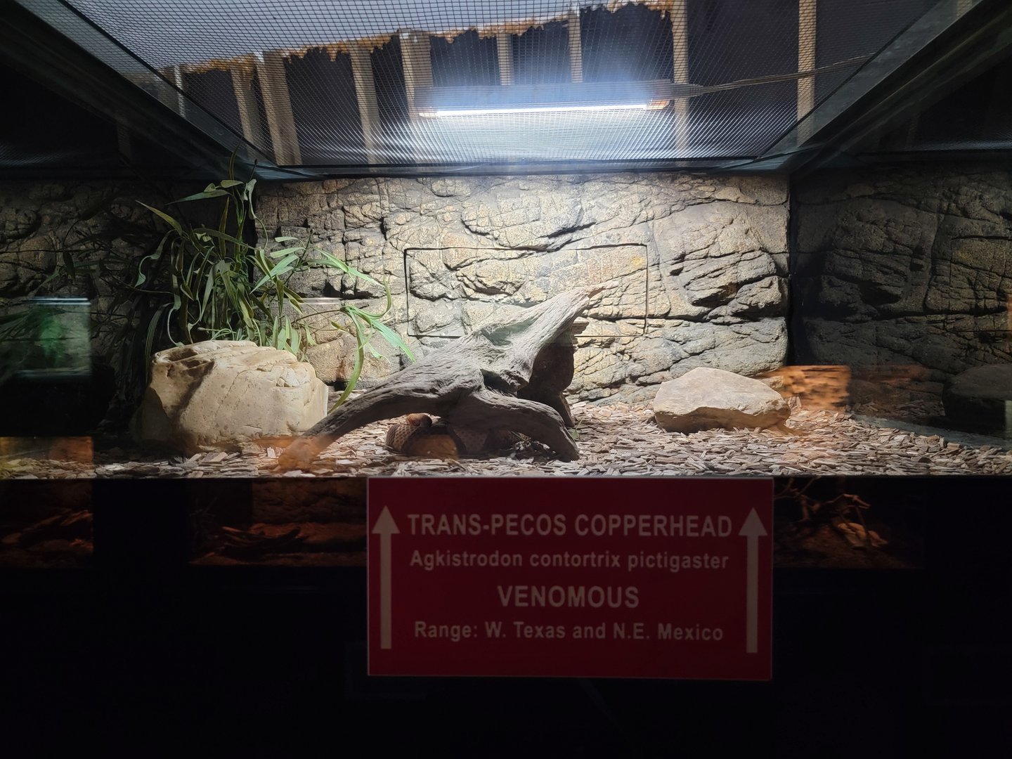 Reptile Lagoon, SOTB - Broad-banded copperhead