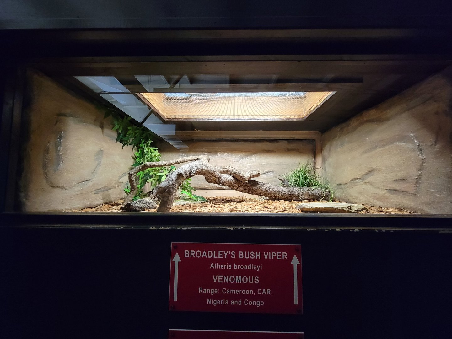 Reptile Lagoon, SOTB - Broadley's bush viper