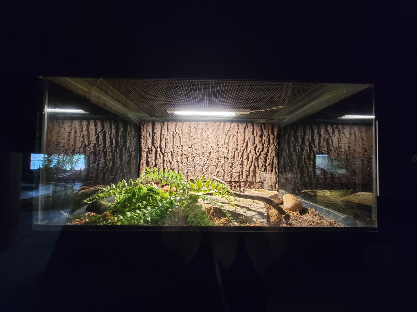 Reptile Lagoon, SOTB - Brown kukri snake