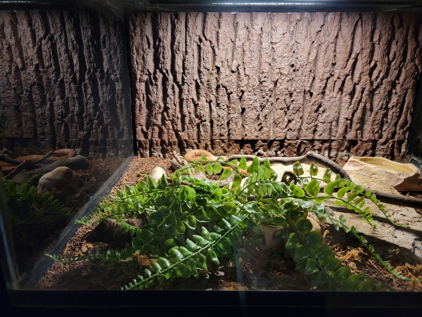 Reptile Lagoon, SOTB - Brown kukri snake