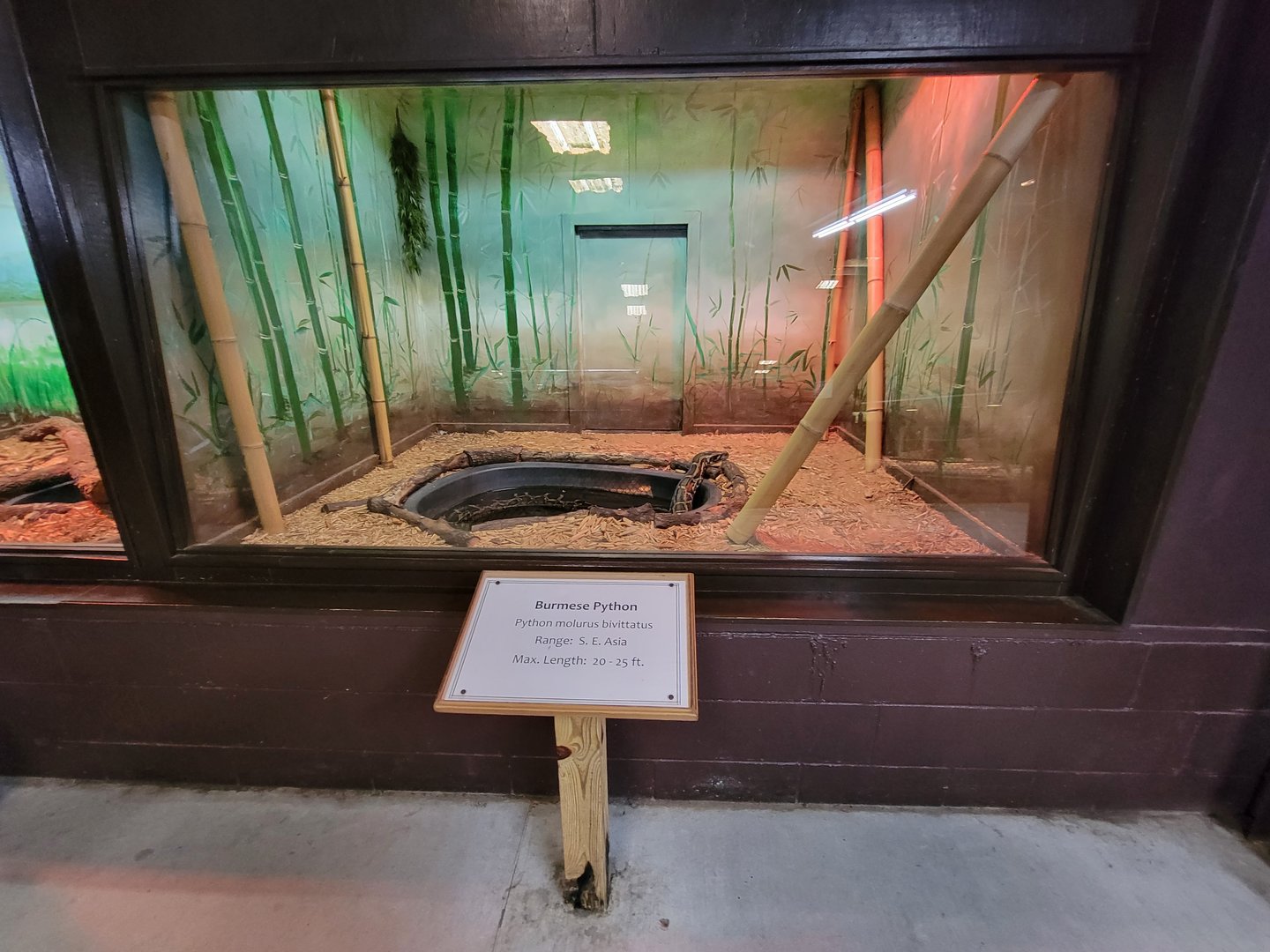 Reptile Lagoon, SOTB - Burmese python