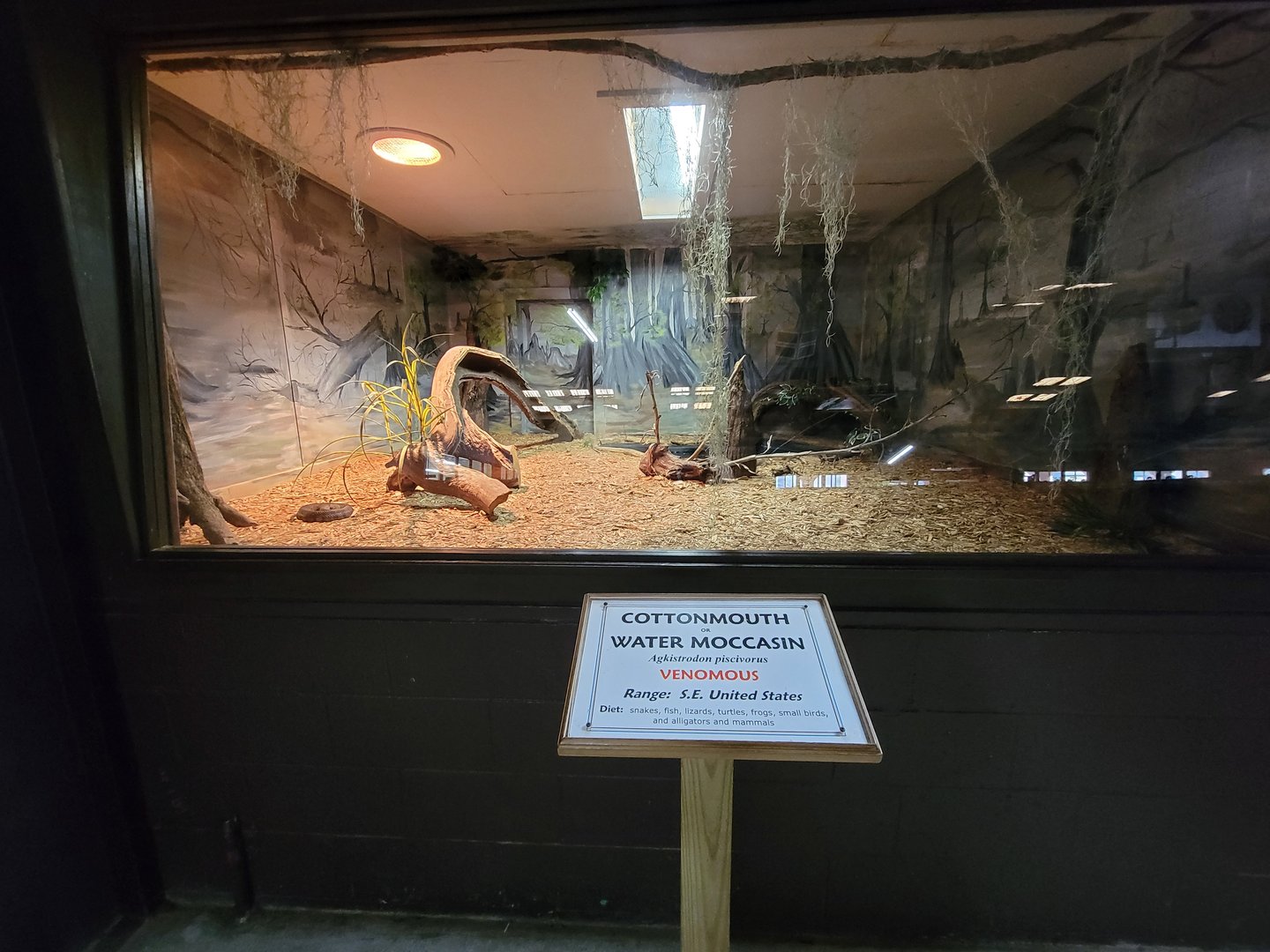 Reptile Lagoon, SOTB - Cottonmouths