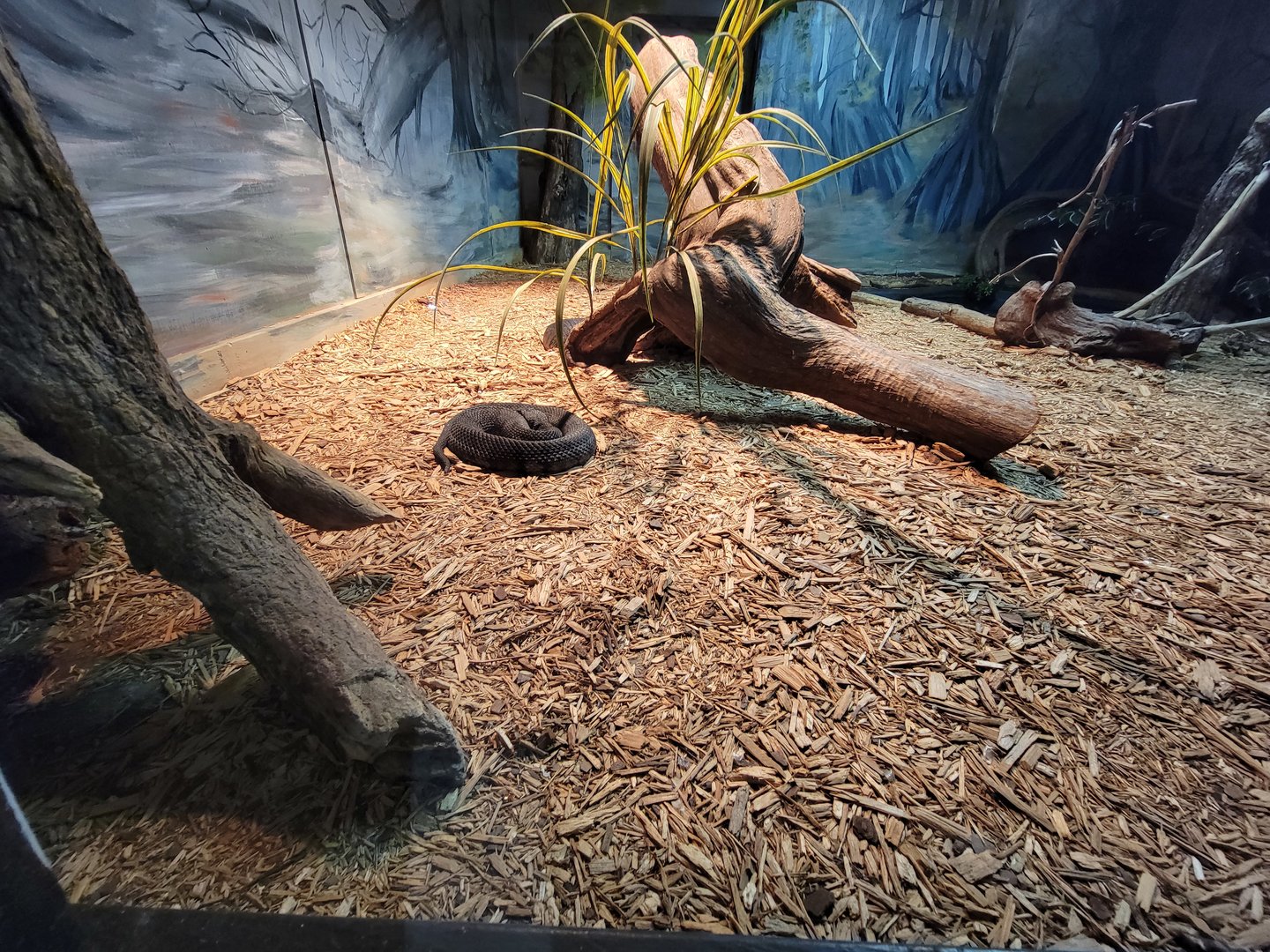 Reptile Lagoon, SOTB - Cottonmouths