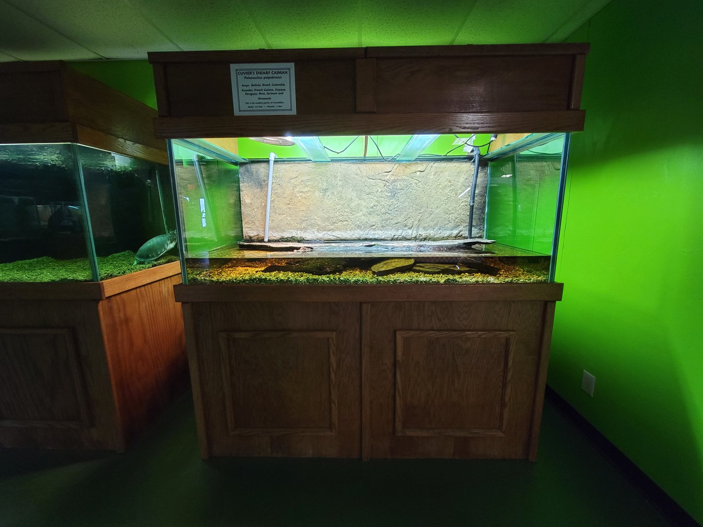 Reptile Lagoon, SOTB - Cuvier's dwarf caiman