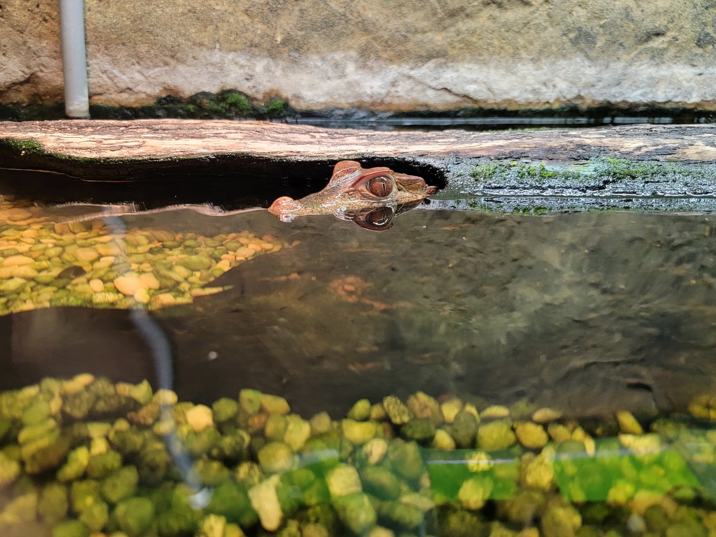 Reptile Lagoon, SOTB - Cuvier's dwarf caiman