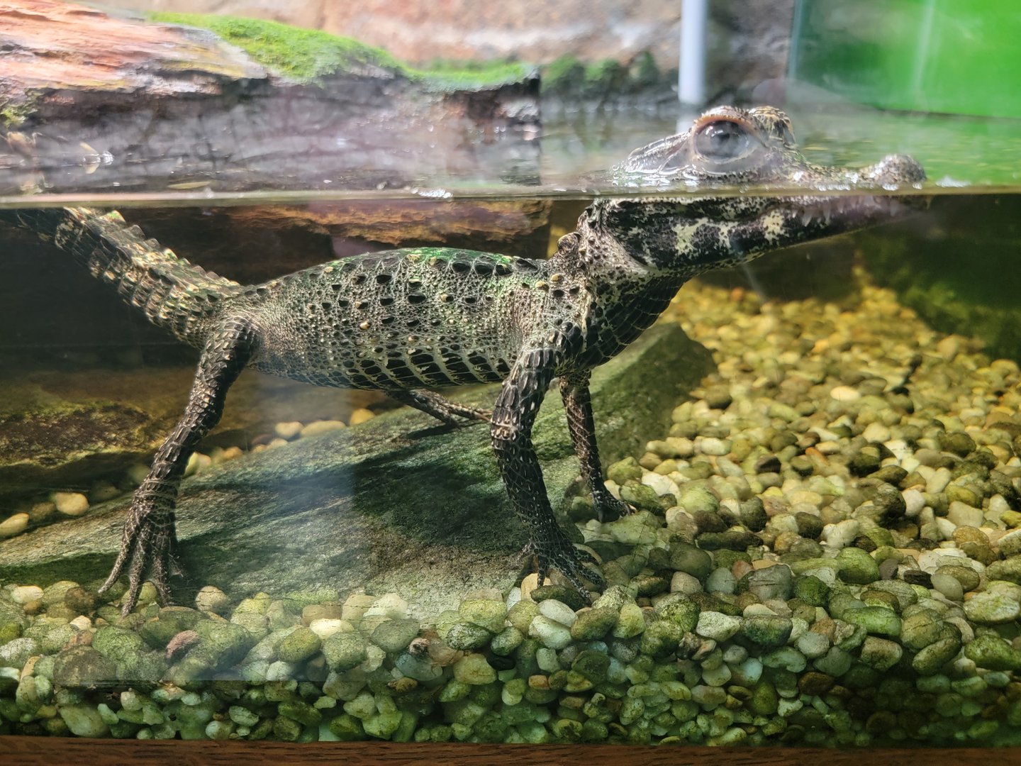 Reptile Lagoon, SOTB - Dwarf crocodile hatchling
