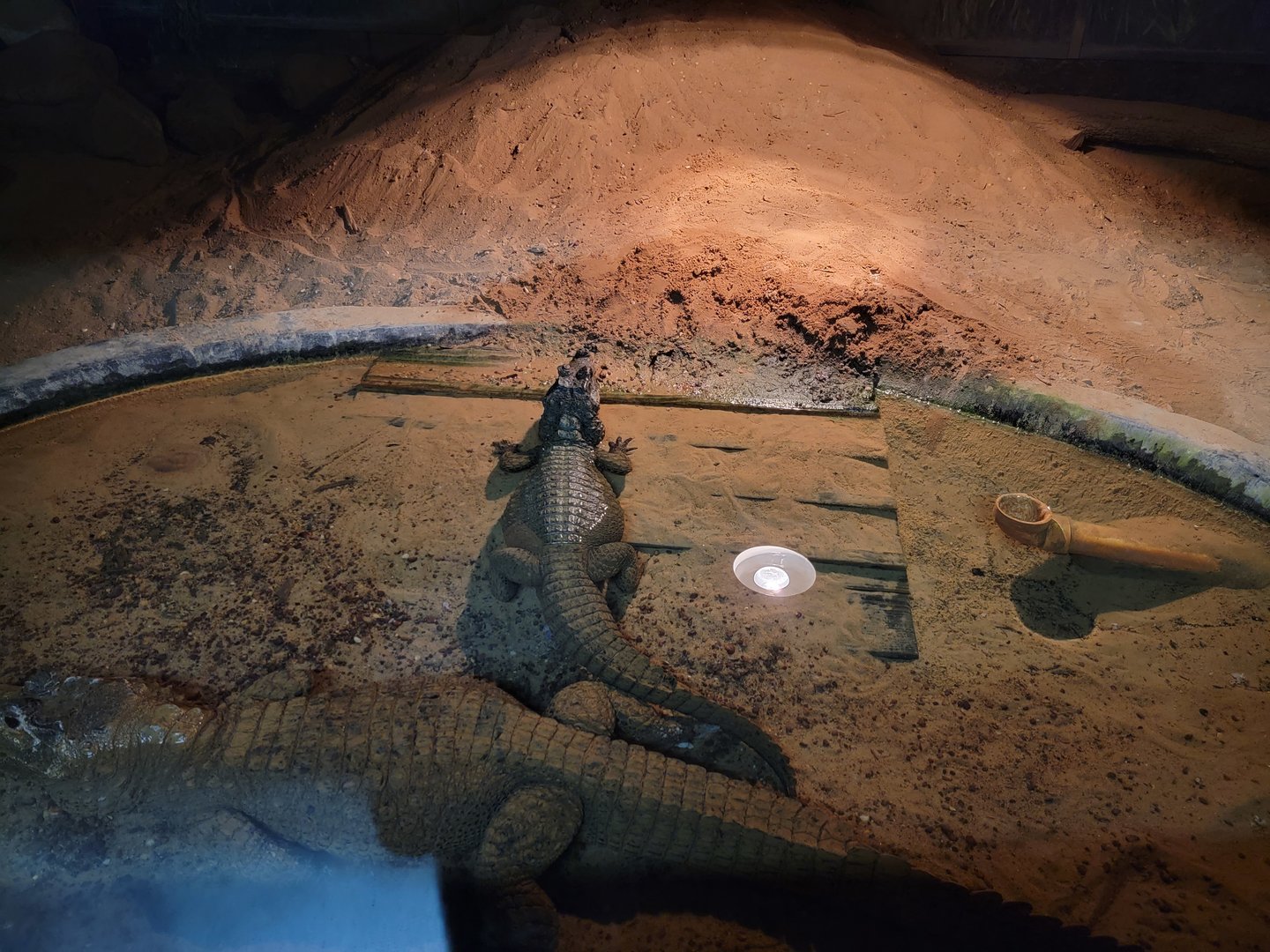 Reptile Lagoon, SOTB - Dwarf crocodiles