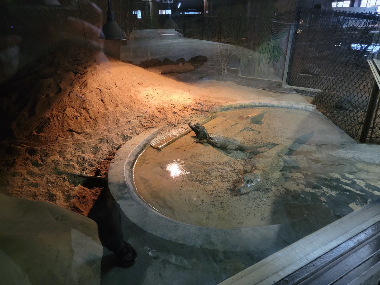 Reptile Lagoon, SOTB - Dwarf crocodiles
