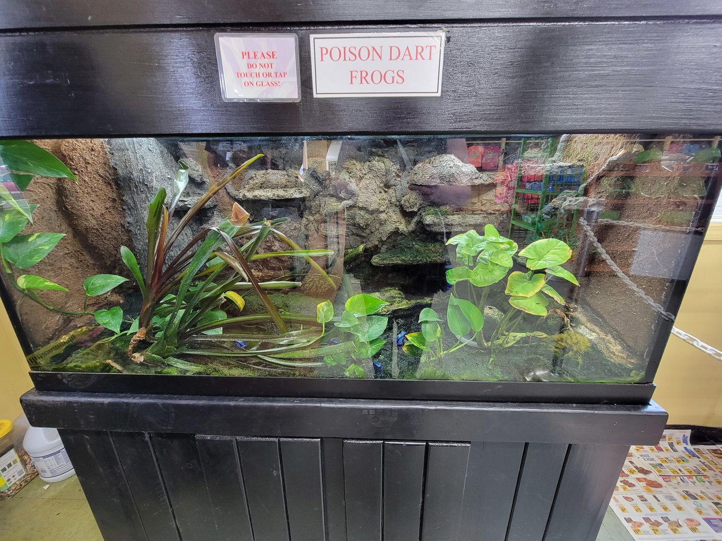 Reptile Lagoon, SOTB - Dyeing poison dart frogs