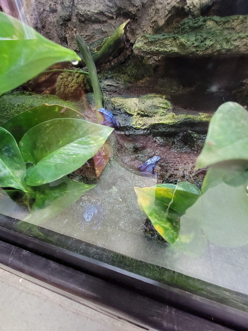 Reptile Lagoon, SOTB - Dyeing poison dart frogs