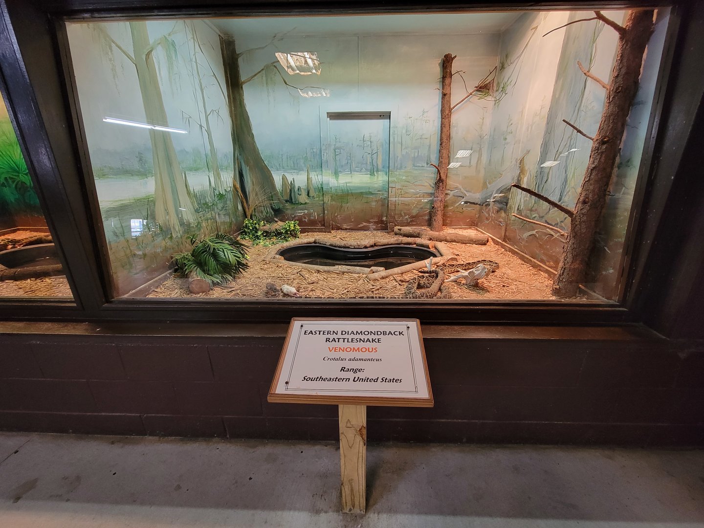 Reptile Lagoon, SOTB - Eastern diamondbacks