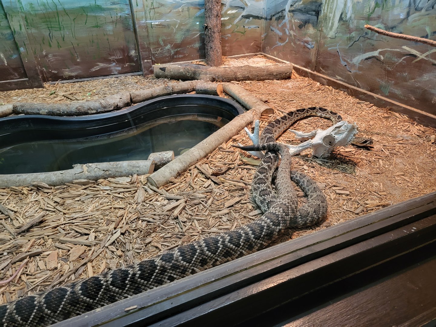 Reptile Lagoon, SOTB - Eastern diamondbacks