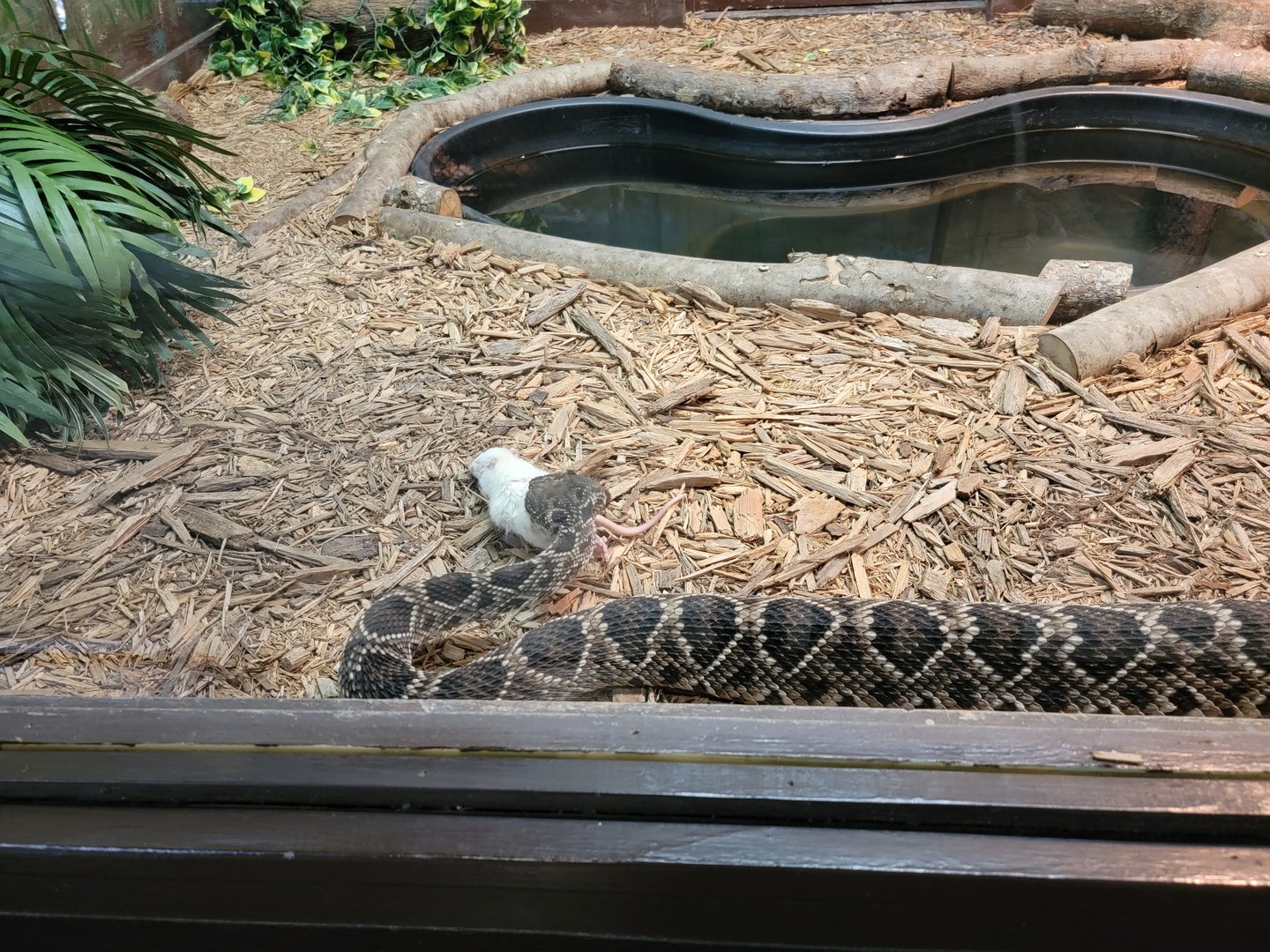 Reptile Lagoon, SOTB - Eastern diamondbacks