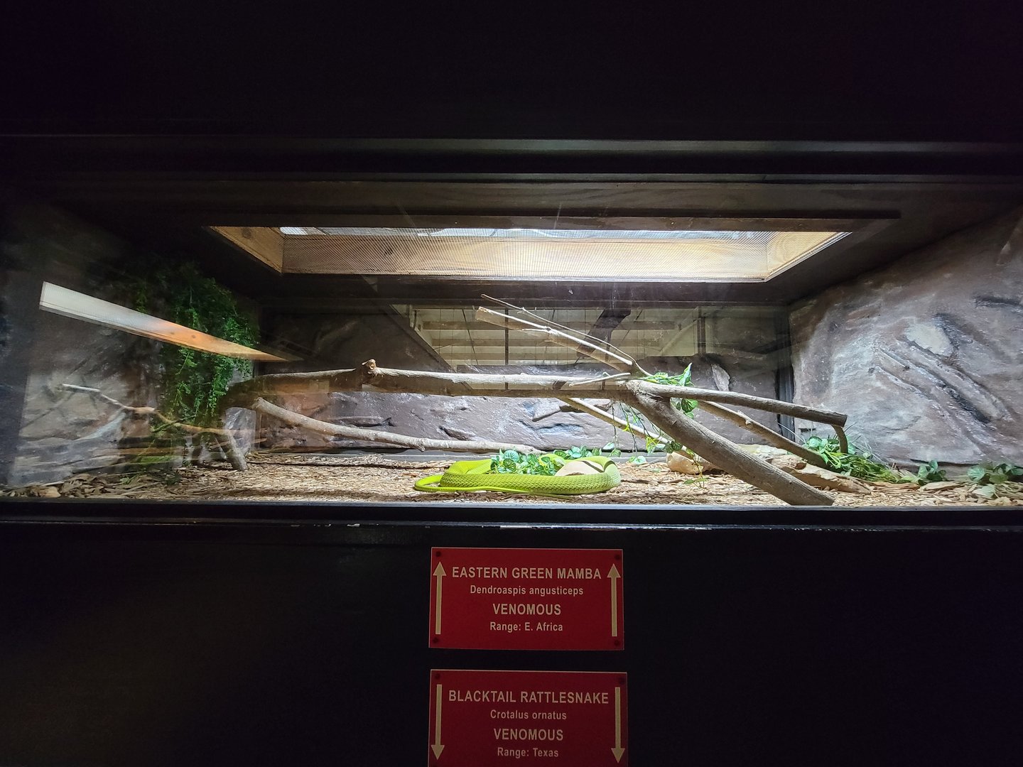 Reptile Lagoon, SOTB - Eastern green mamba