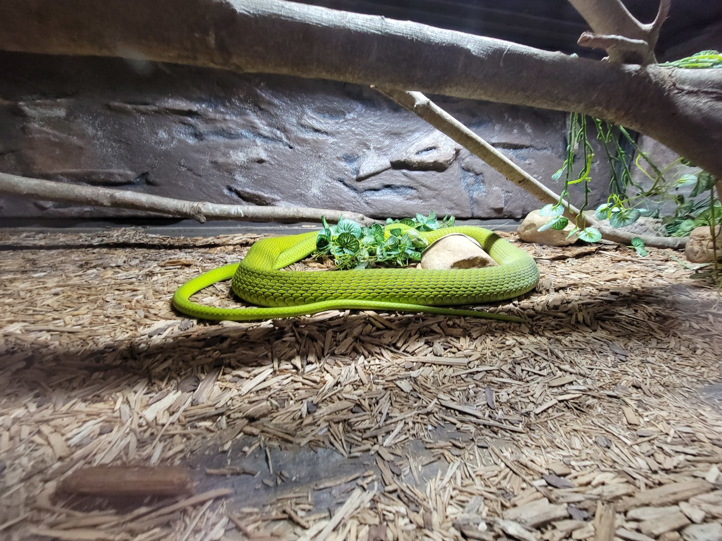 Reptile Lagoon, SOTB - Eastern green mamba