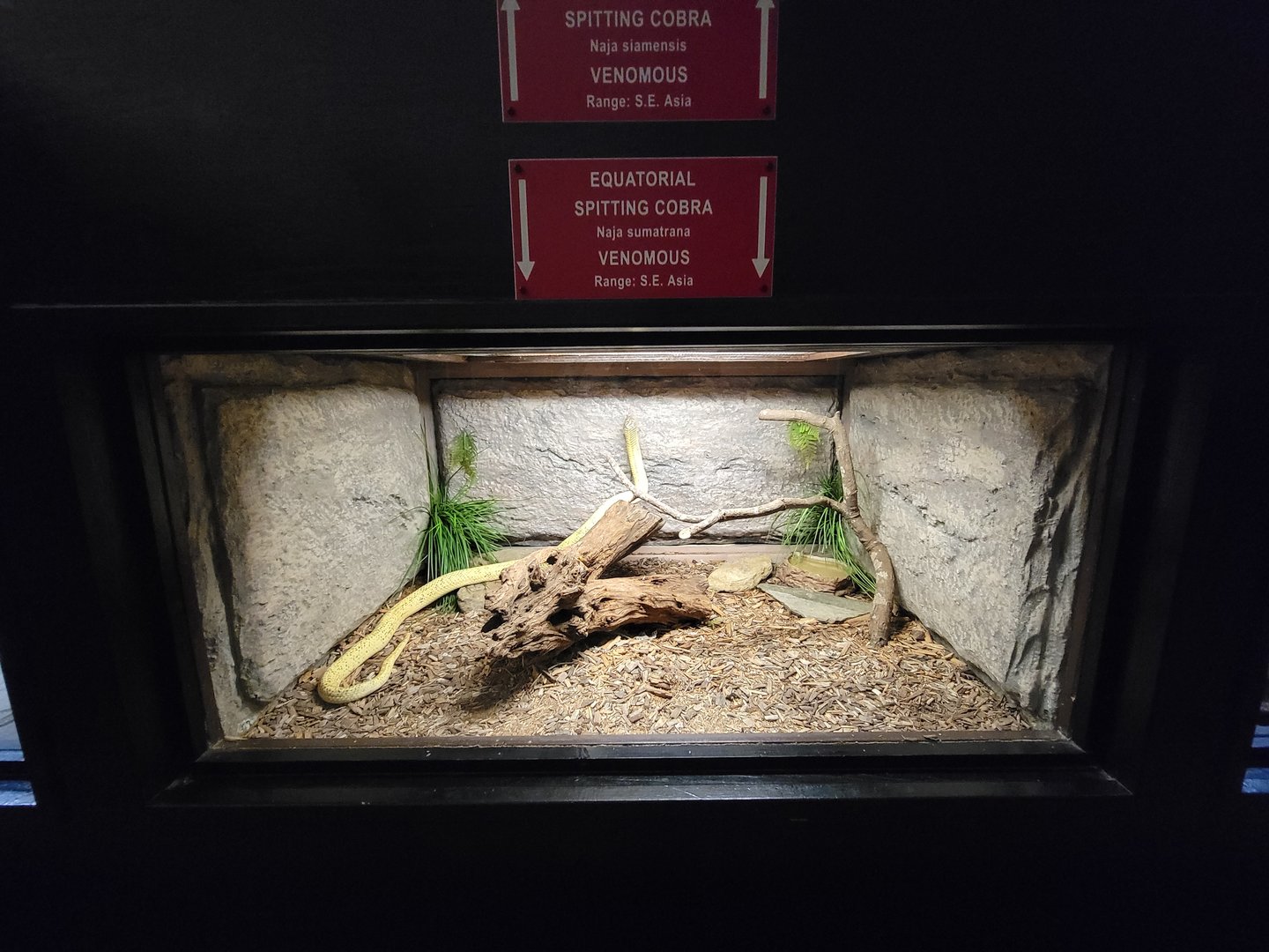 Reptile Lagoon, SOTB - Equatorial spitting cobra