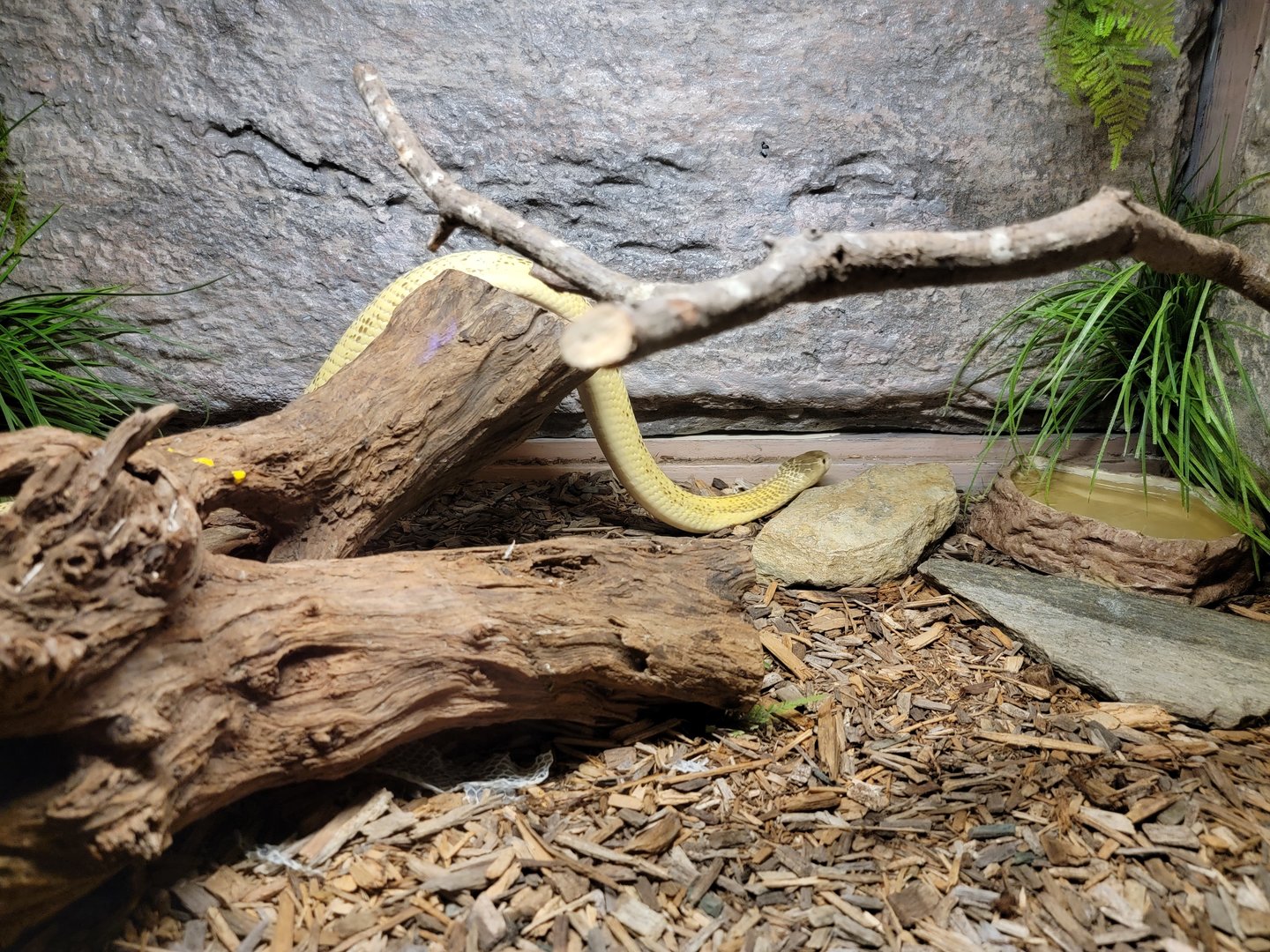 Reptile Lagoon, SOTB - Equatorial spitting cobra