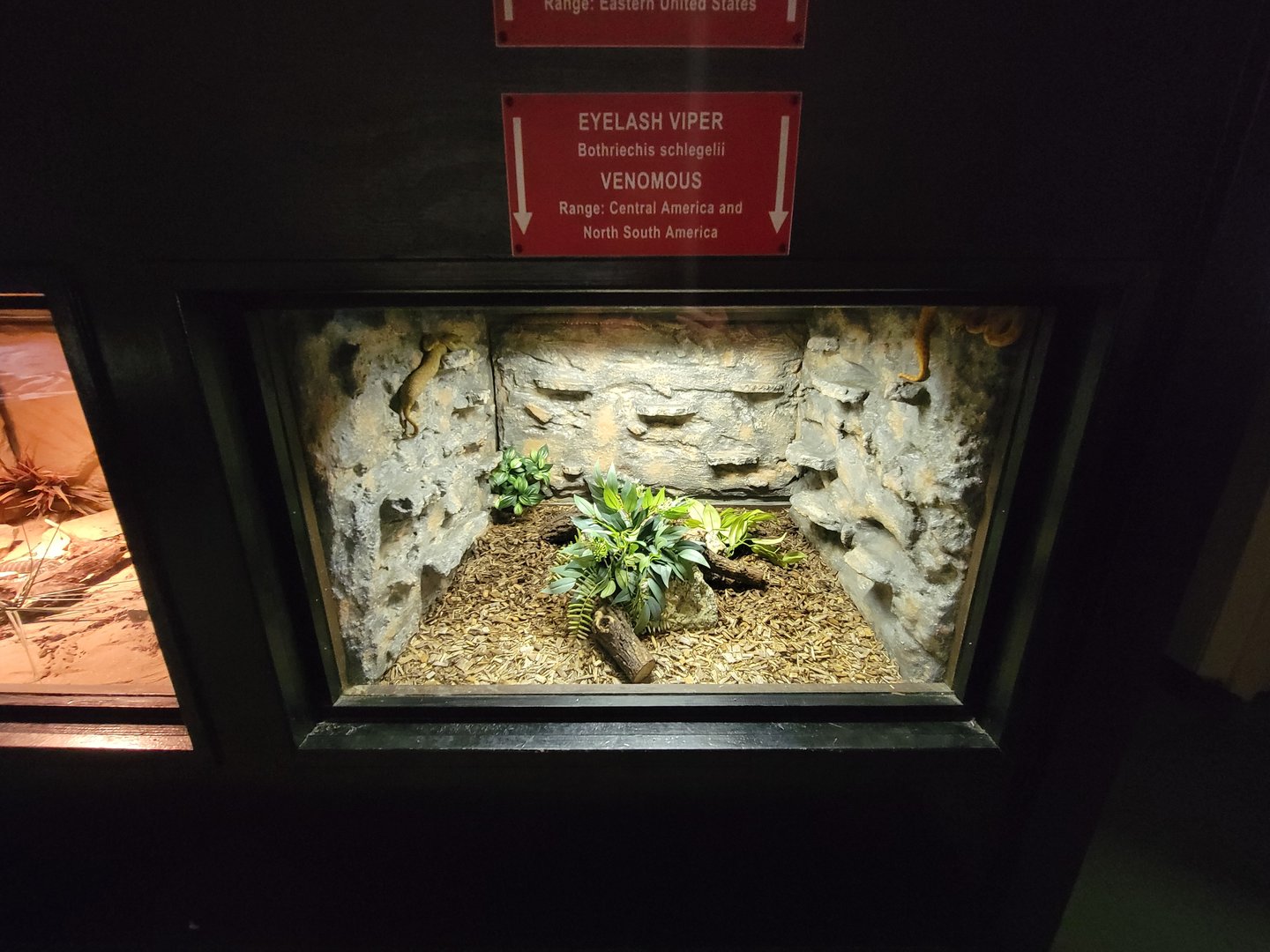 Reptile Lagoon, SOTB - Eyelash vipers