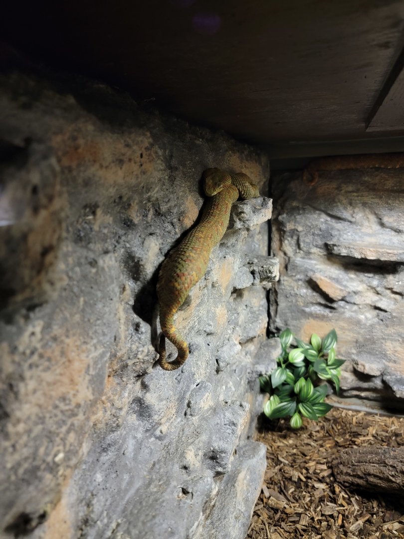 Reptile Lagoon, SOTB - Eyelash vipers