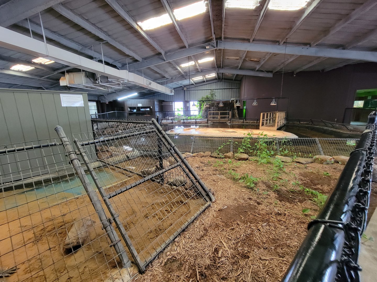 Reptile Lagoon, SOTB - First look at young American alligator pond