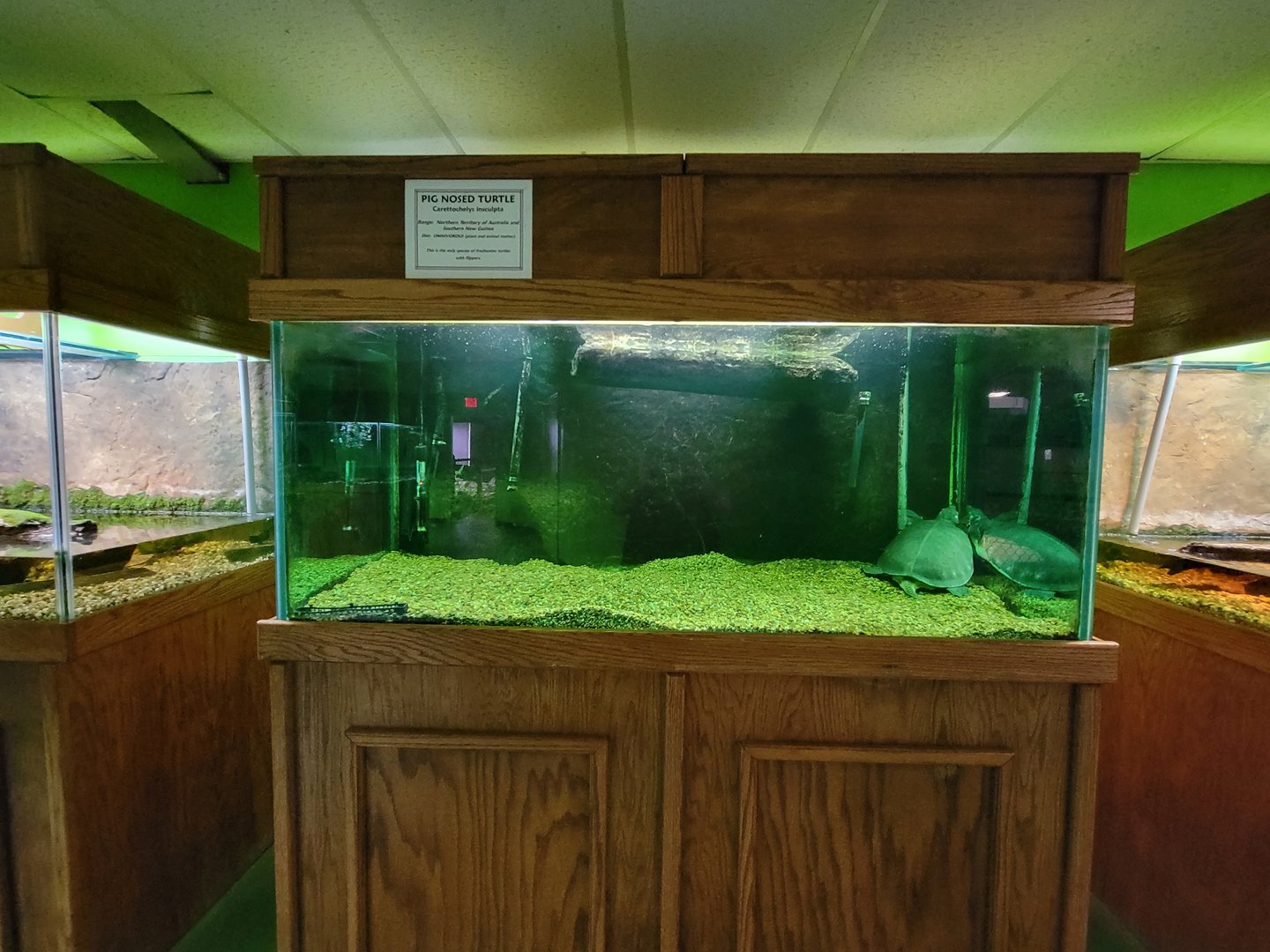 Reptile Lagoon, SOTB - Fly River turtle