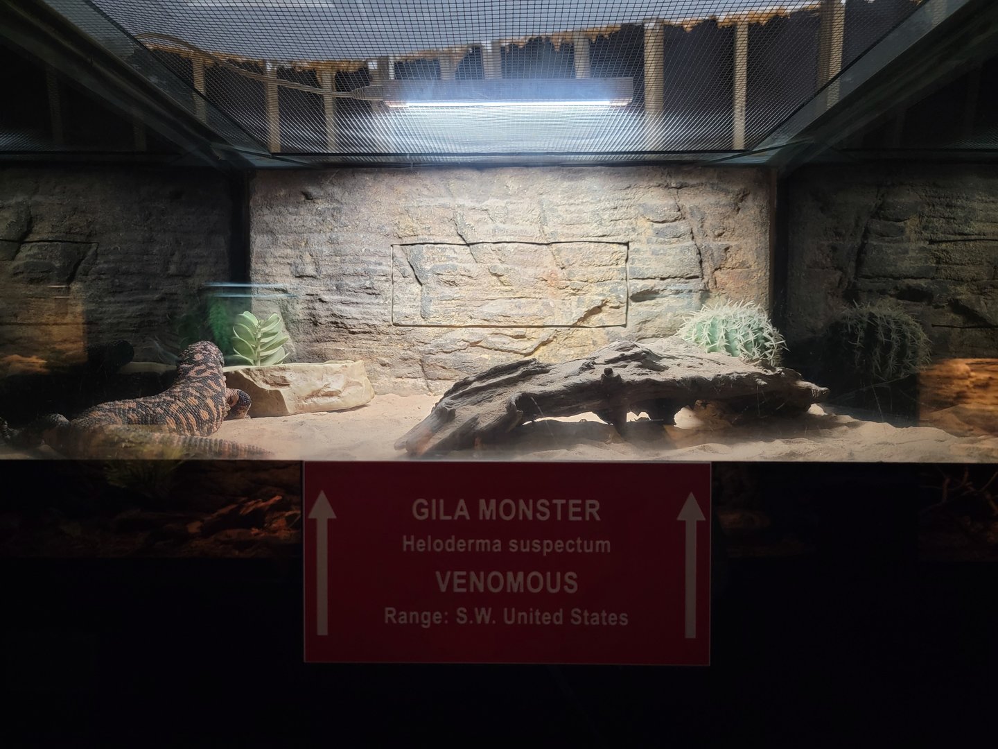 Reptile Lagoon, SOTB - Gila monster