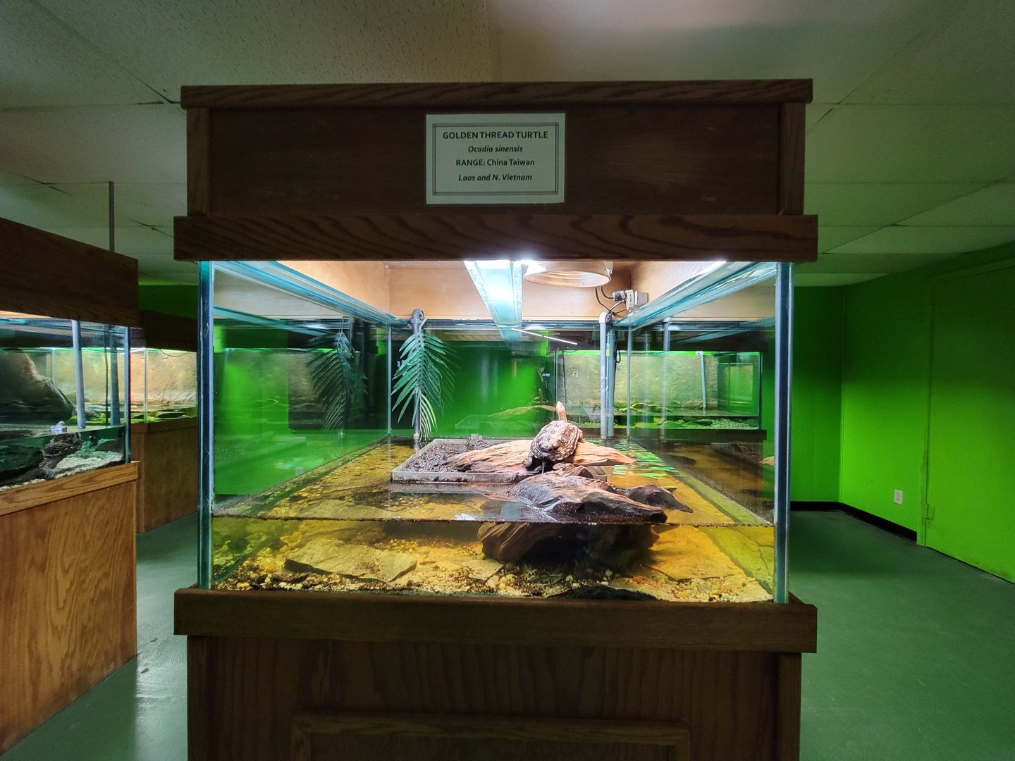 Reptile Lagoon, SOTB - Golden thread turtle