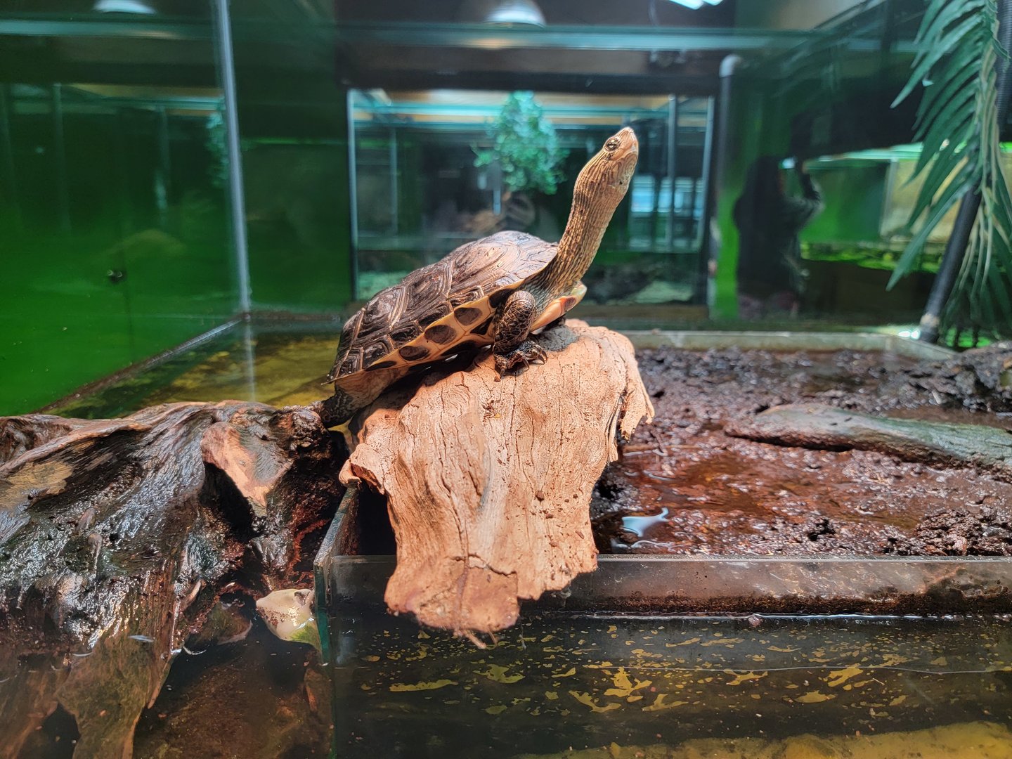 Reptile Lagoon, SOTB - Golden thread turtle