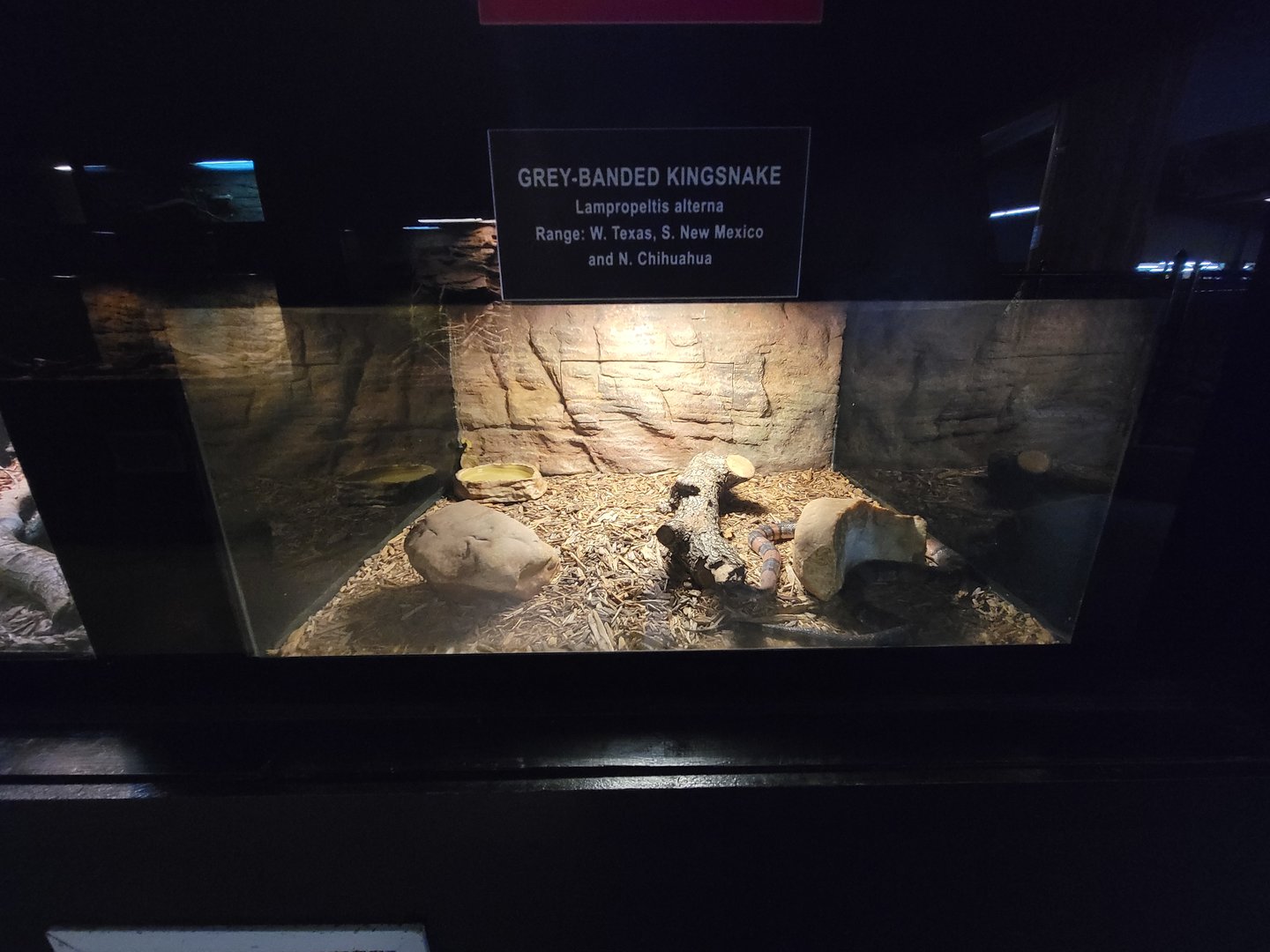 Reptile Lagoon, SOTB - Gray-banded kingsnake