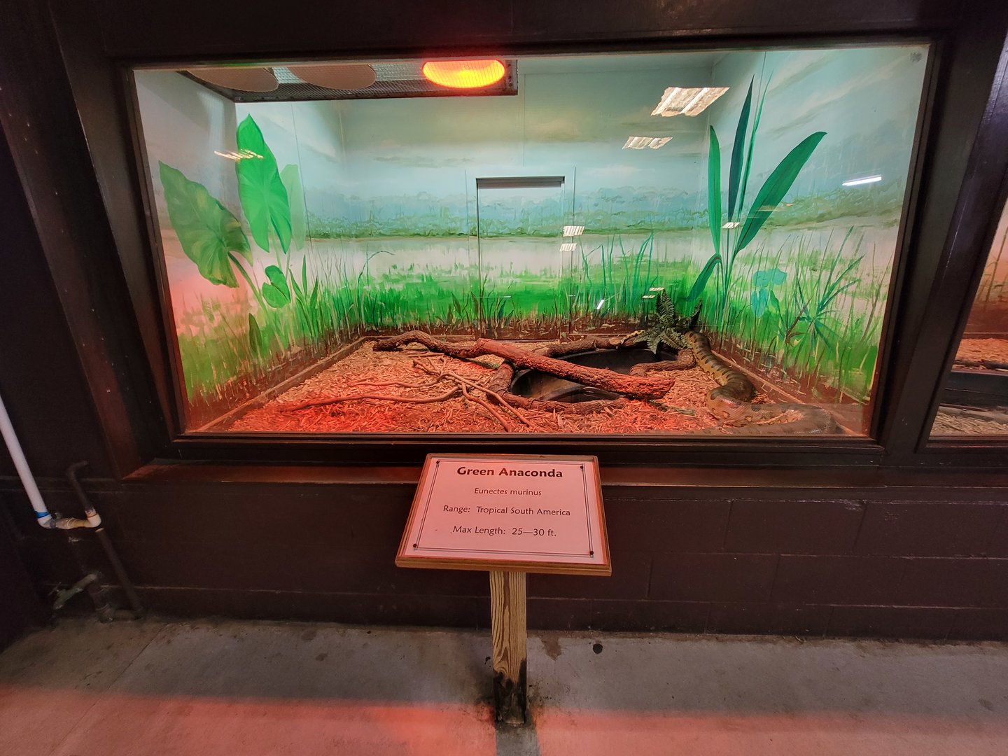 Reptile Lagoon, SOTB - Green anaconda