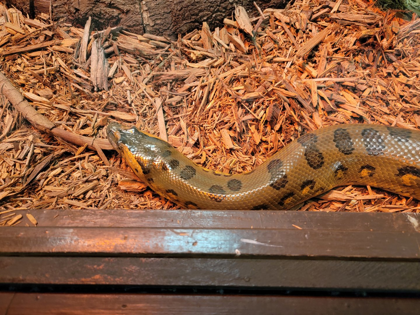 Reptile Lagoon, SOTB - Green anaconda