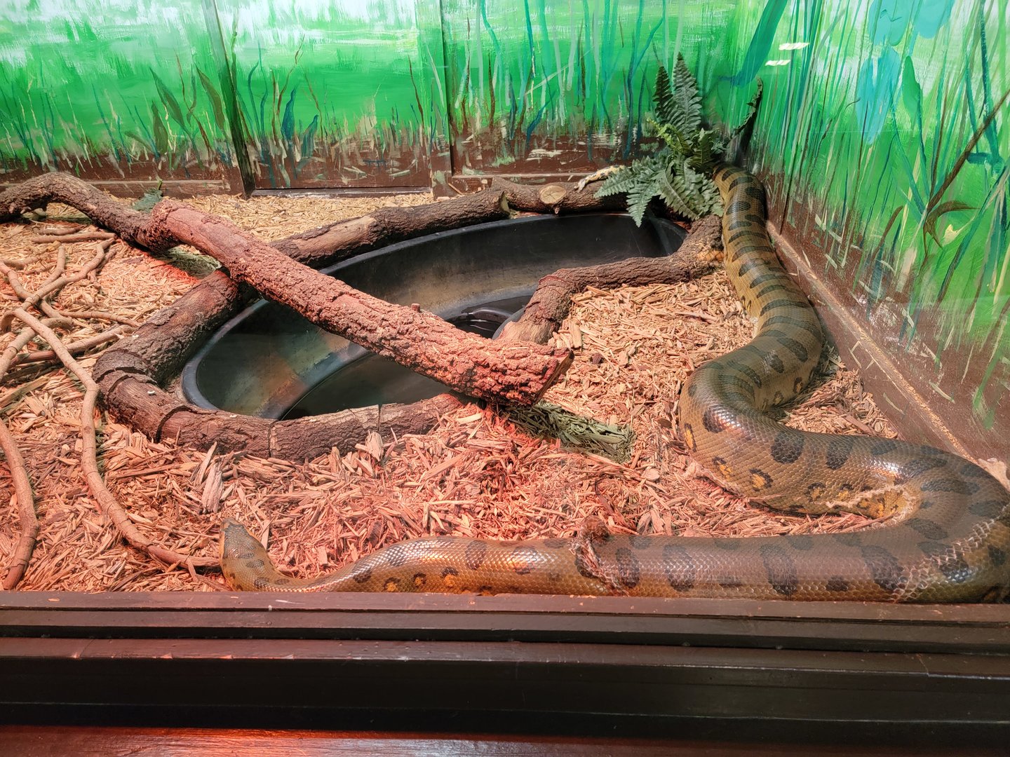 Reptile Lagoon, SOTB - Green anaconda