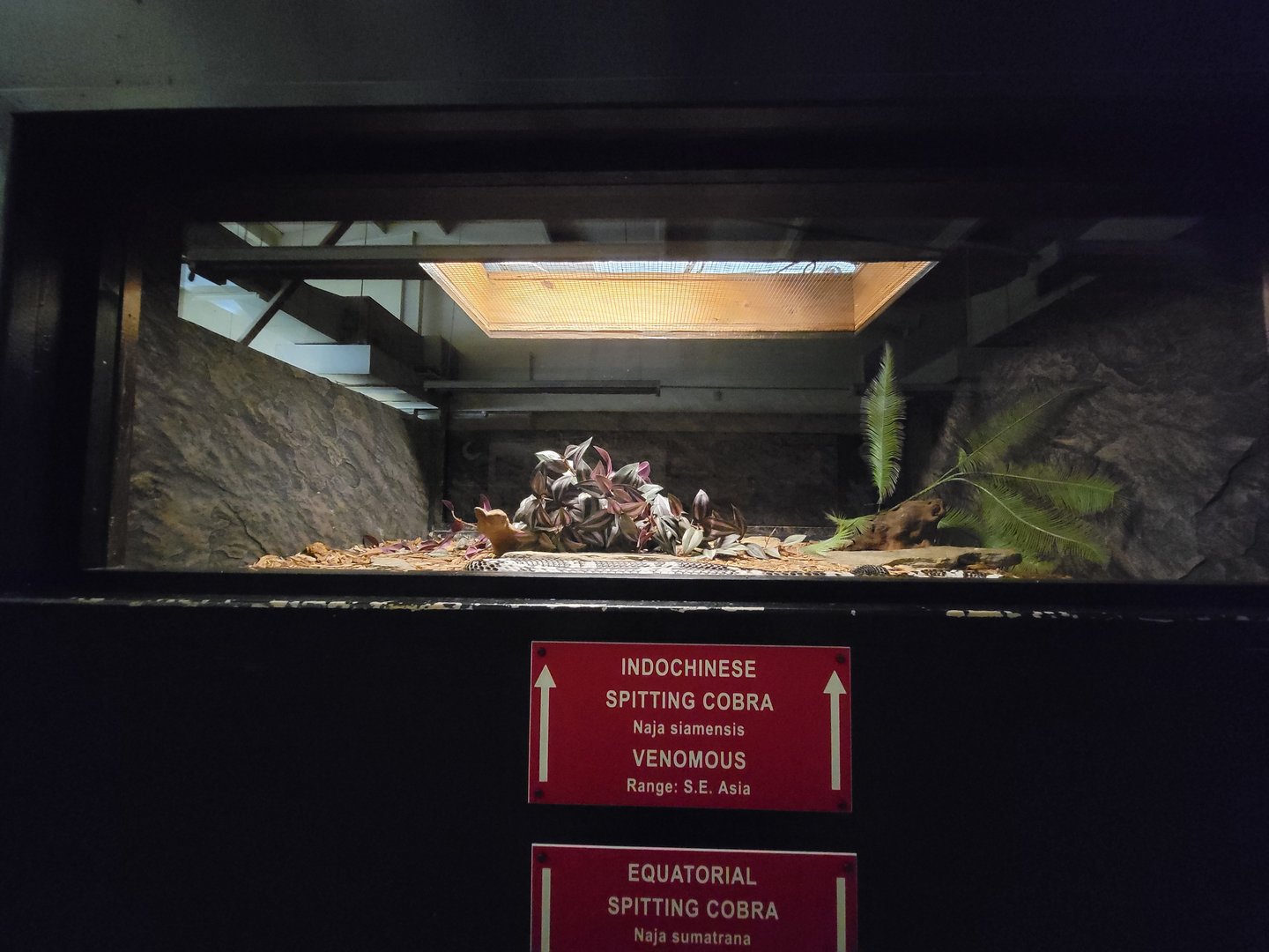 Reptile Lagoon, SOTB - Indochinese spitting cobra