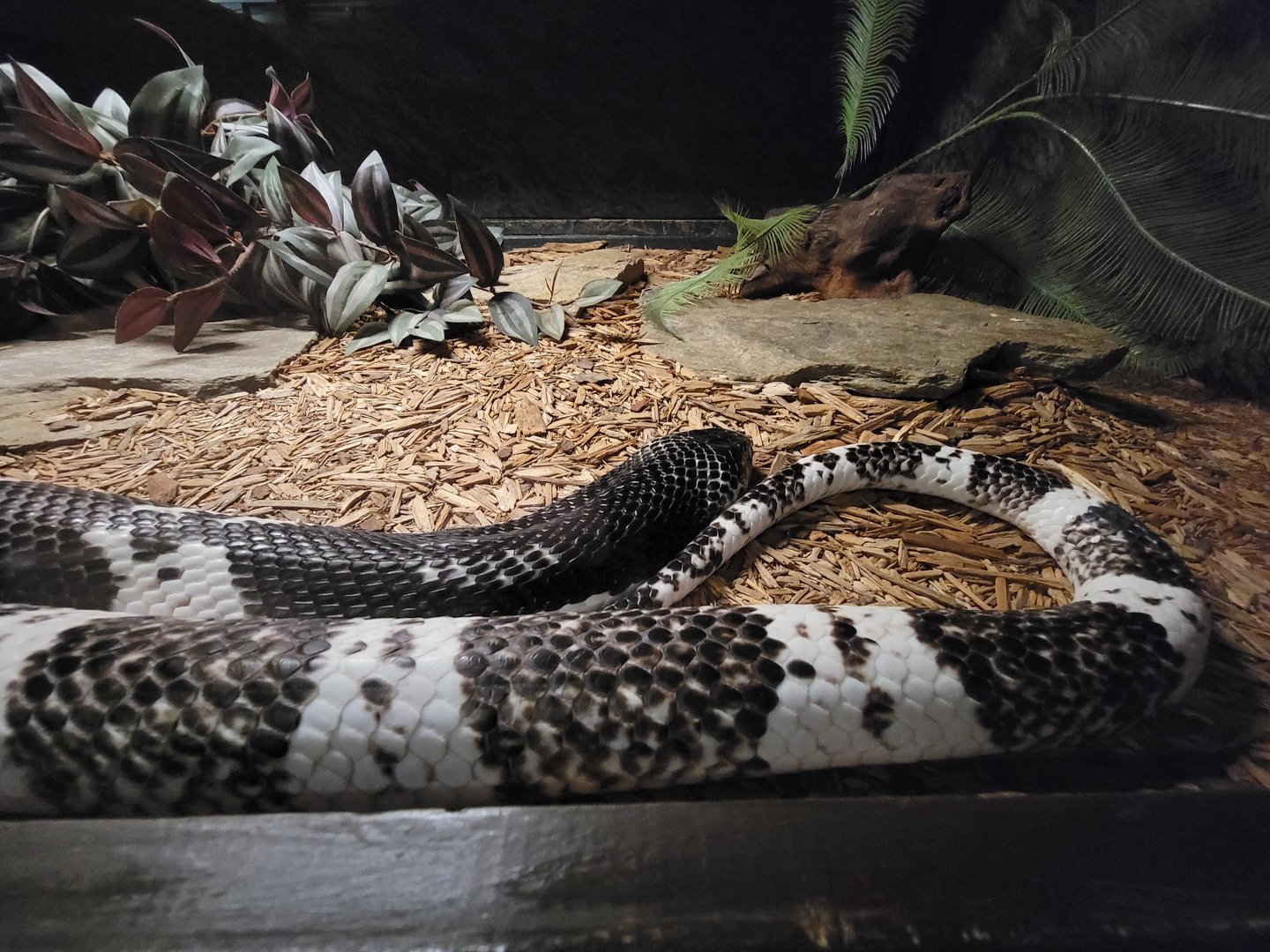 Reptile Lagoon, SOTB - Indochinese spitting cobra