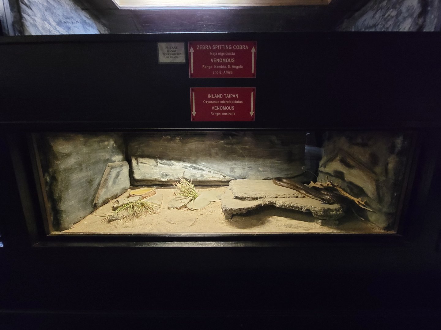 Reptile Lagoon, SOTB - Inland taipan