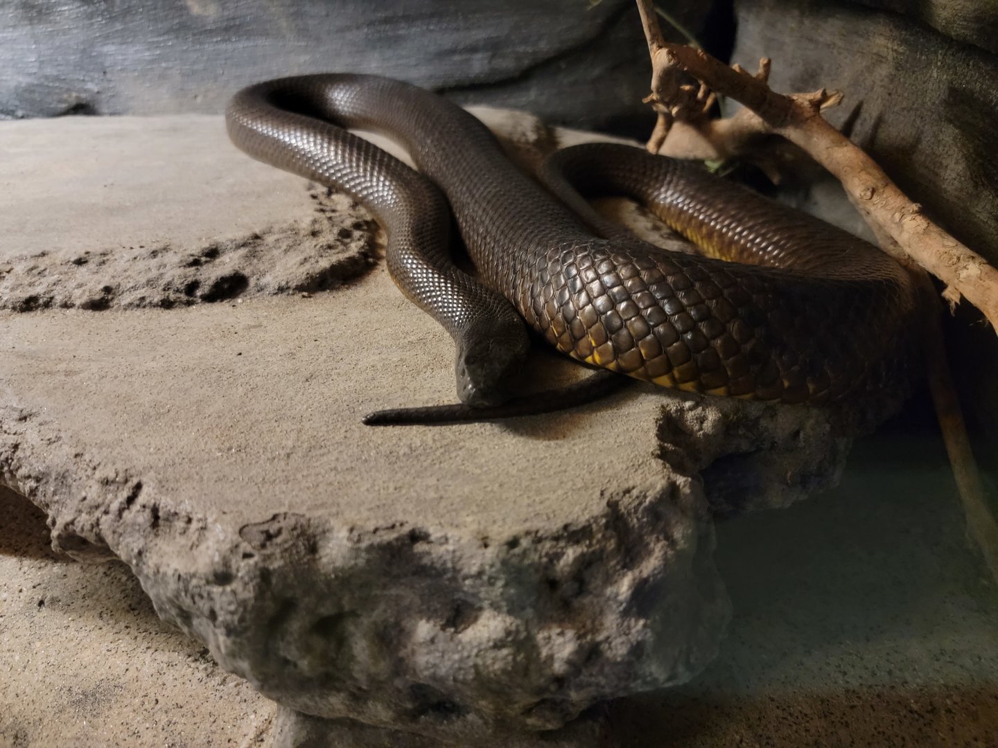 Reptile Lagoon, SOTB - Inland taipan