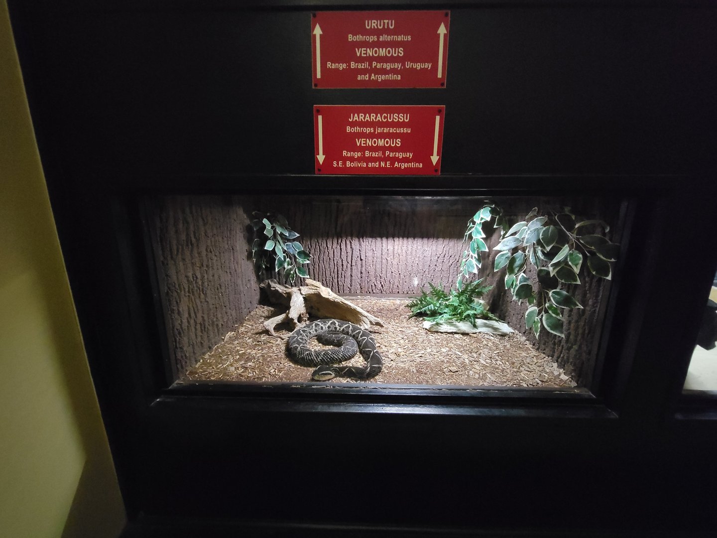Reptile Lagoon, SOTB - Jararacussu