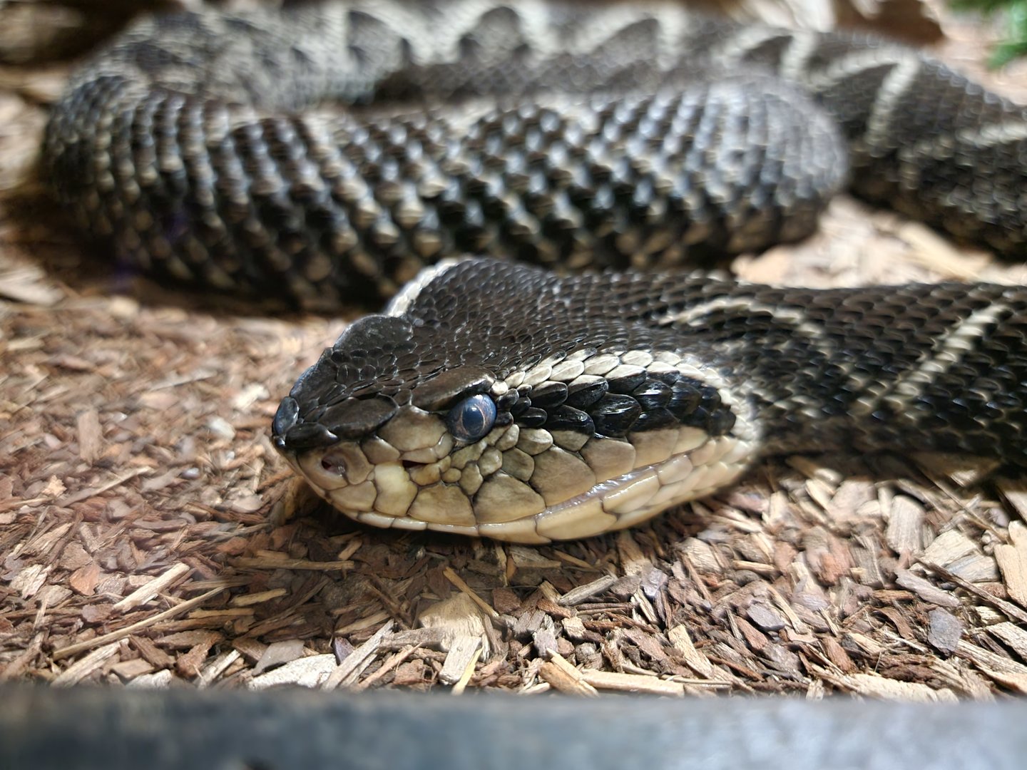 Reptile Lagoon, SOTB - Jararacussu