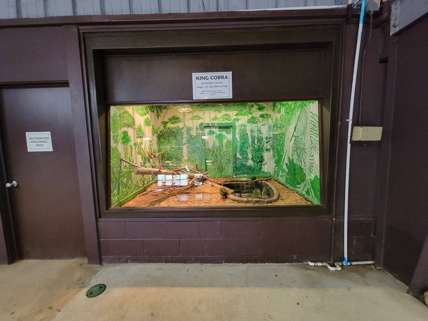 Reptile Lagoon, SOTB - King cobra